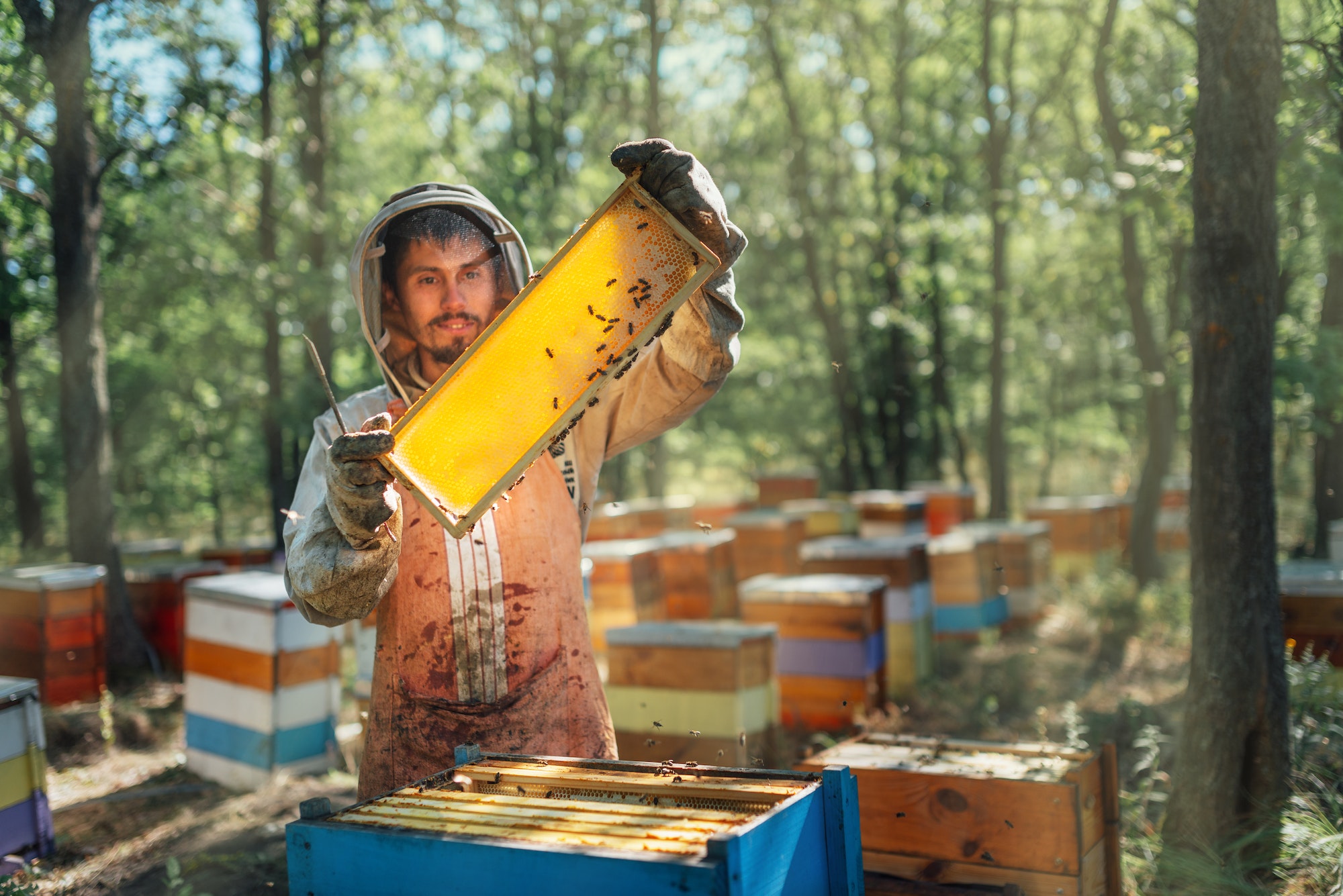 Imker hält einen Wabenrahmen voller Honig zwischen den Bienenstöcken