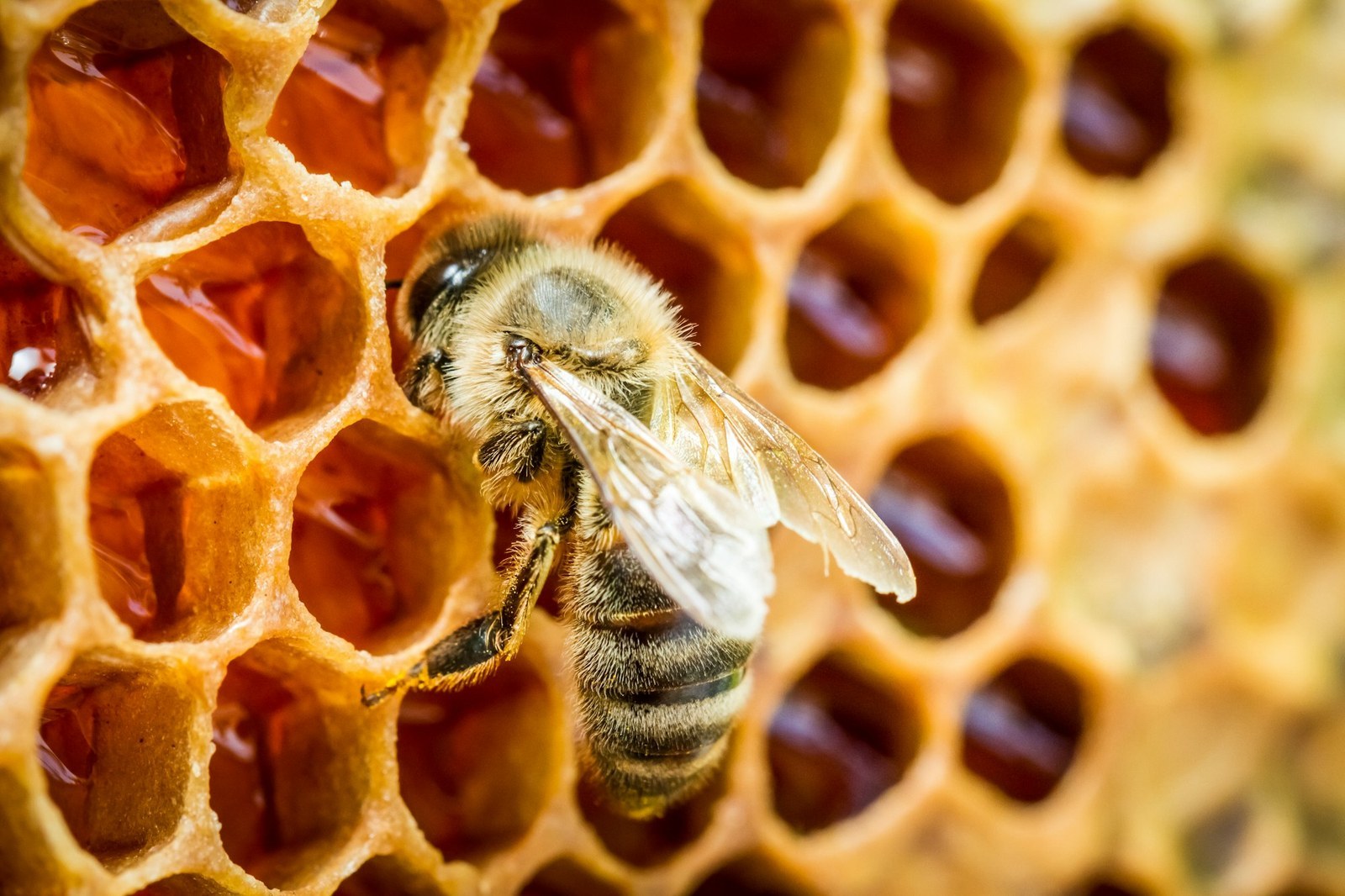Bienen auf einer Wabe im Bienenstock